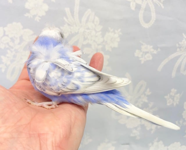 羽衣セキセイインコ