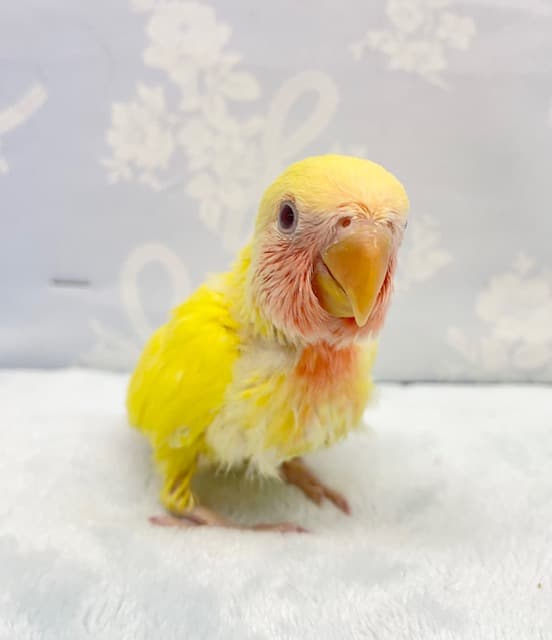 コザクラインコ（小桜インコ）