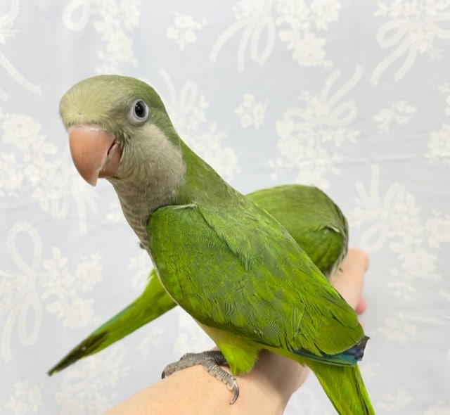 最新画像&動画更新☆あまあま💛オキナインコ(グリーン) 2022年8月生まれ オキナインコ