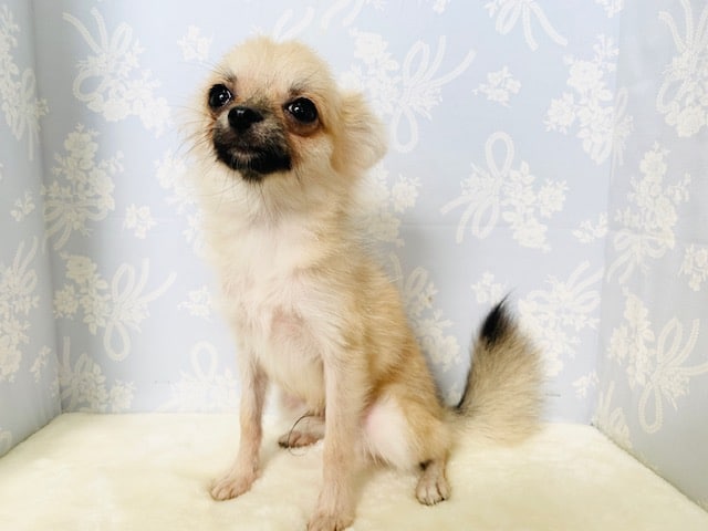 ポメチー（ポメチワ）