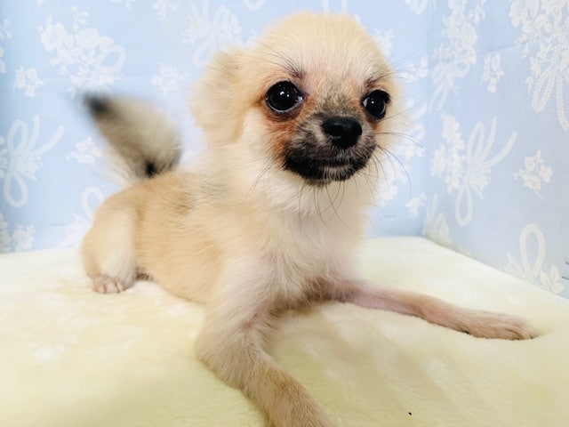 ポメチー（ポメチワ）