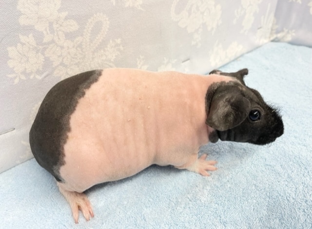 スキニーギニアピッグ