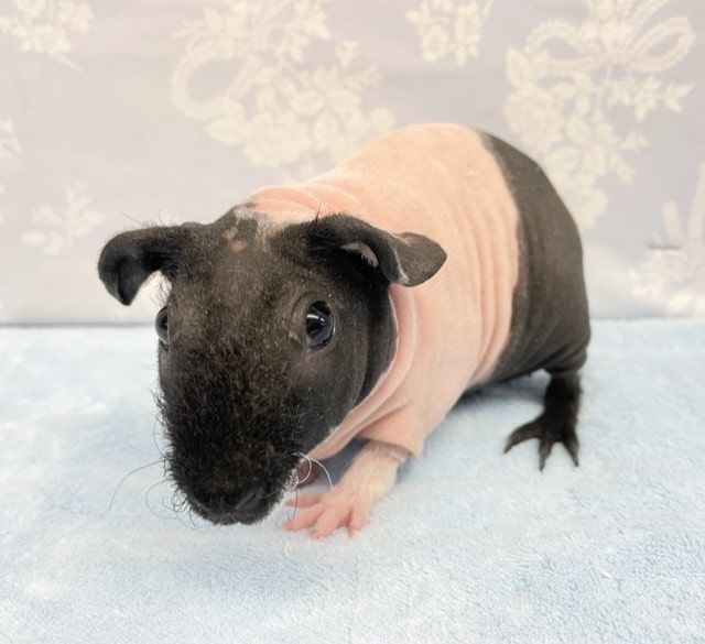 スキニーギニアピッグ