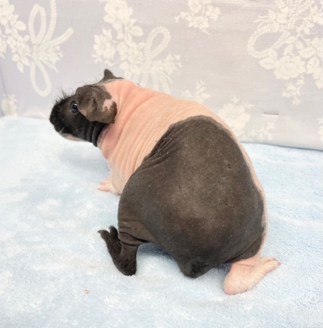 スキニーギニアピッグ