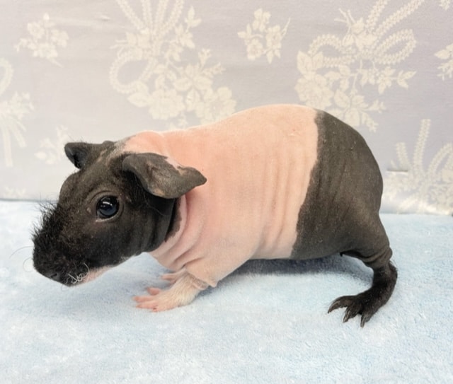 スキニーギニアピッグ