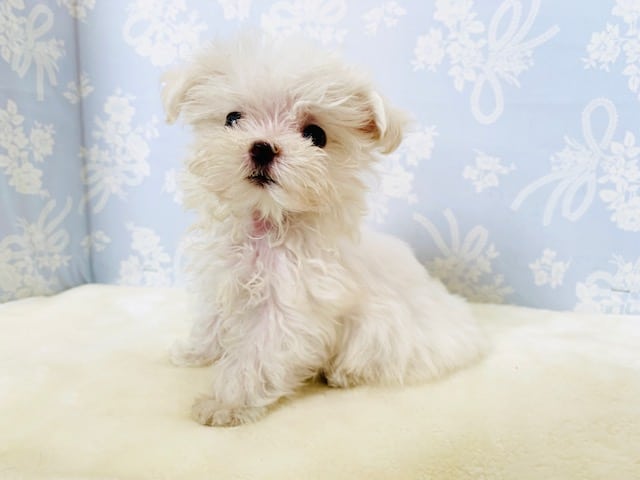 ほんわか雰囲気♪マルチーズくん☆ マルチーズ