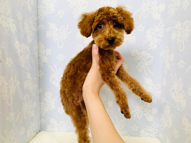 トイプードル