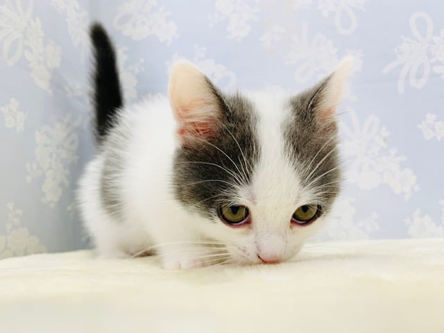 あまったれくん♡短足で人気のマンチカンくん☆ マンチカン