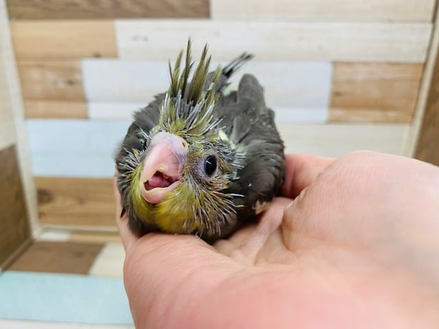 オカメインコ