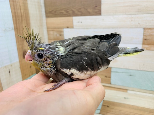 オカメインコ