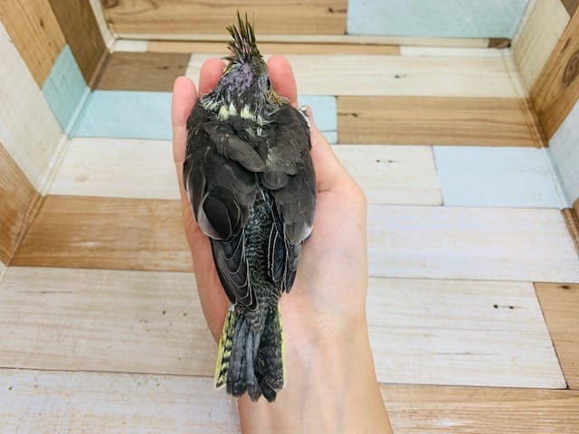 オカメインコ