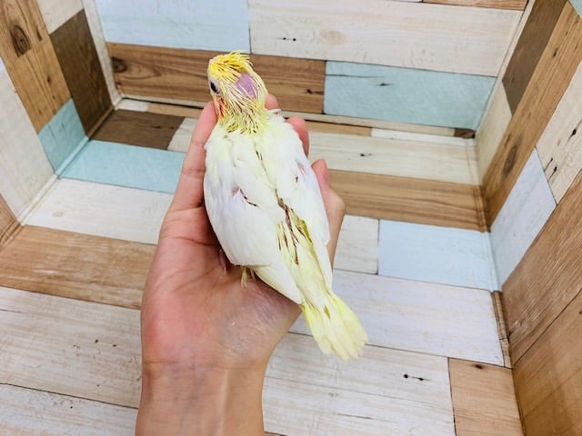 オカメインコ
