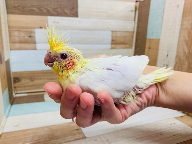 オカメインコ
