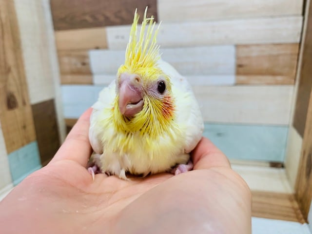 オカメインコ