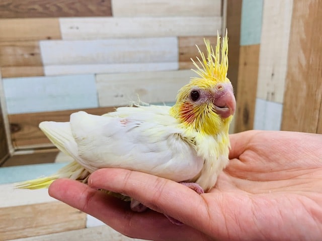 オカメインコ