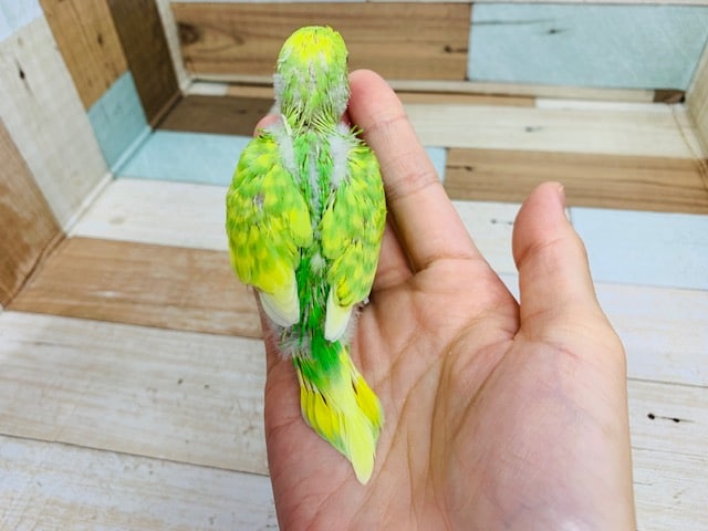 セキセイインコ
