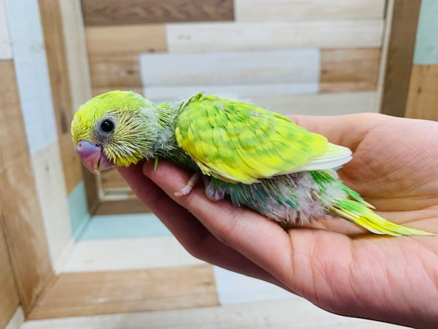 セキセイインコ