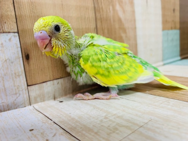 セキセイインコ