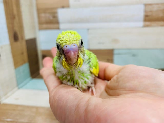 セキセイインコ
