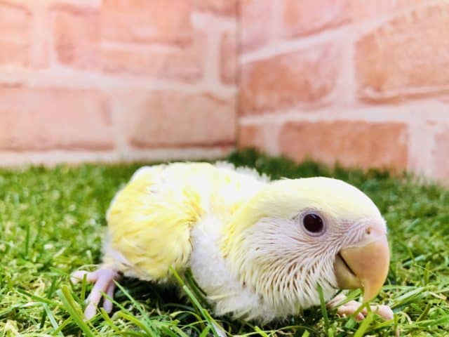 コザクラインコ（小桜インコ）