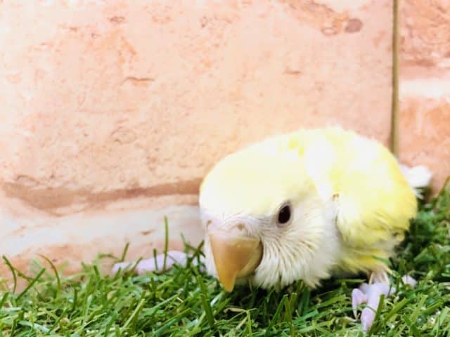 コザクラインコ（小桜インコ）