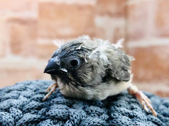 錦花鳥（キンカチョウ）