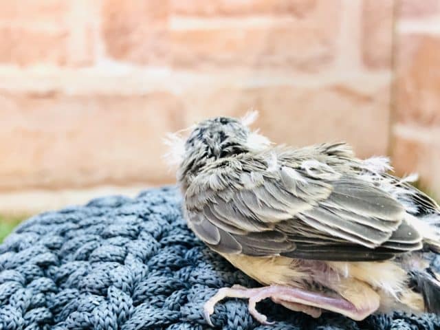 錦花鳥（キンカチョウ）