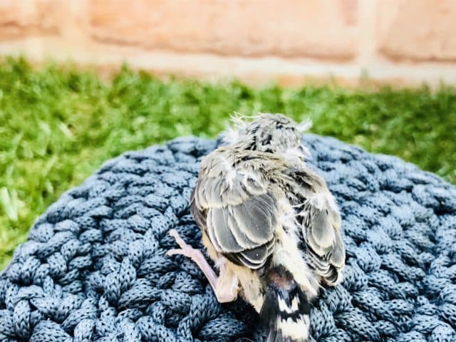 錦花鳥（キンカチョウ）