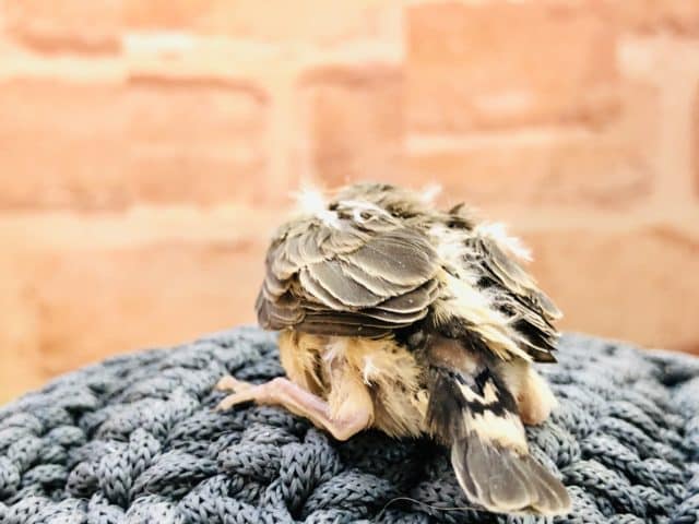 錦花鳥（キンカチョウ）