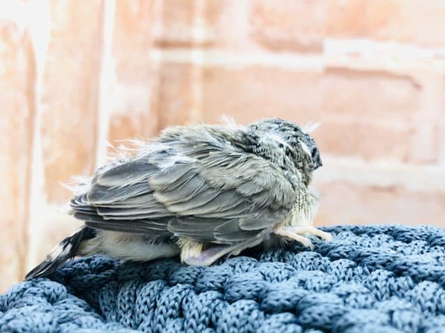 錦花鳥（キンカチョウ）