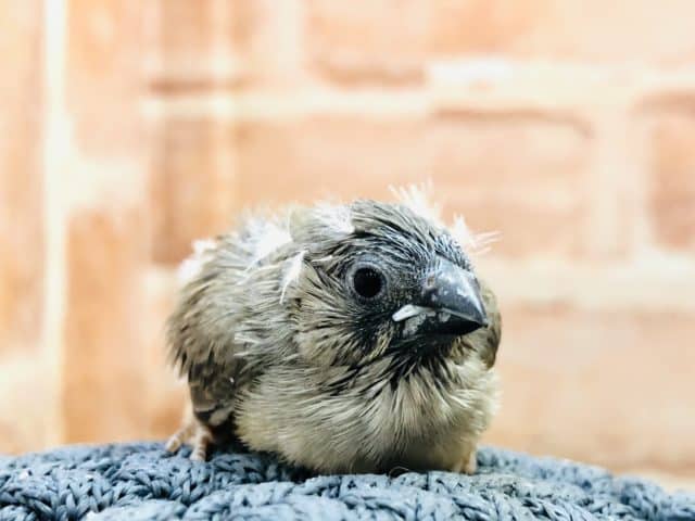 錦花鳥（キンカチョウ）