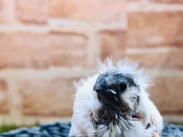 錦花鳥（キンカチョウ）