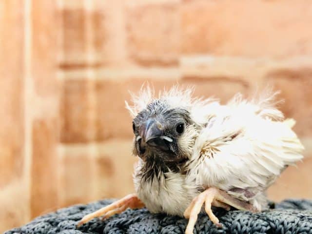 錦花鳥（キンカチョウ）