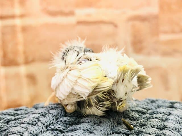 錦花鳥（キンカチョウ）