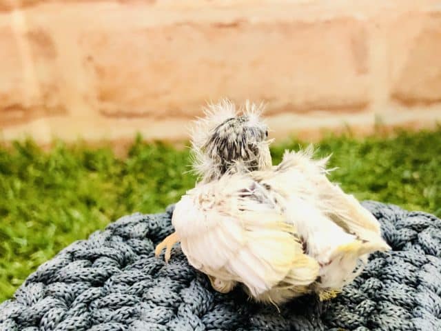 錦花鳥（キンカチョウ）