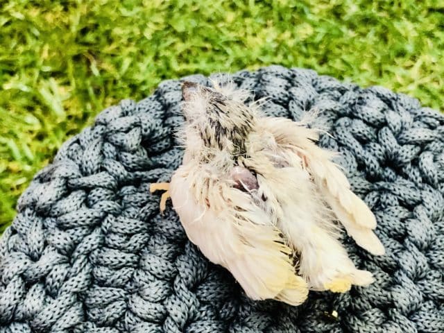 錦花鳥（キンカチョウ）