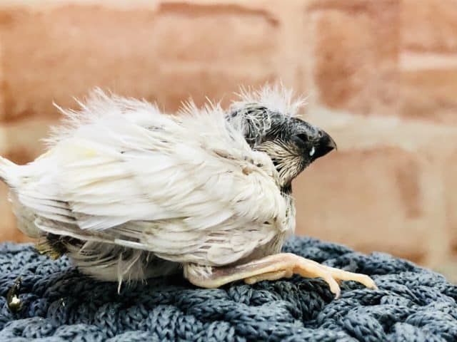 錦花鳥（キンカチョウ）