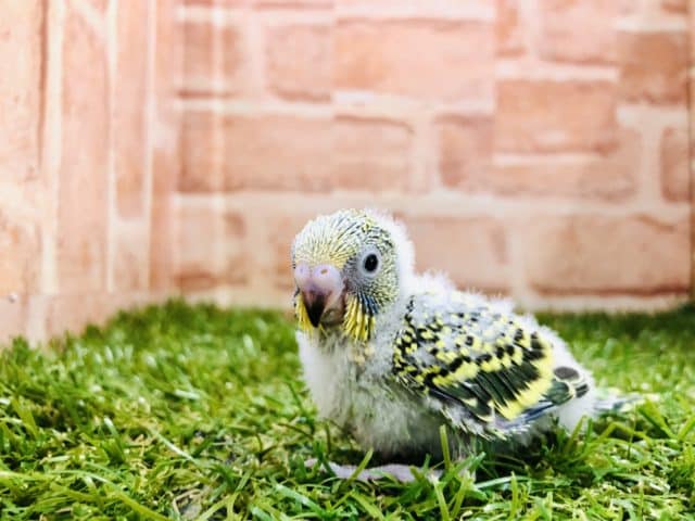 セキセイインコ