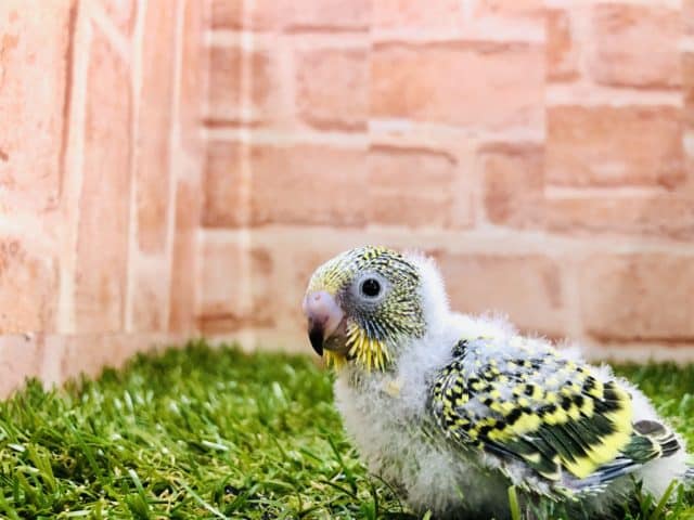 セキセイインコ