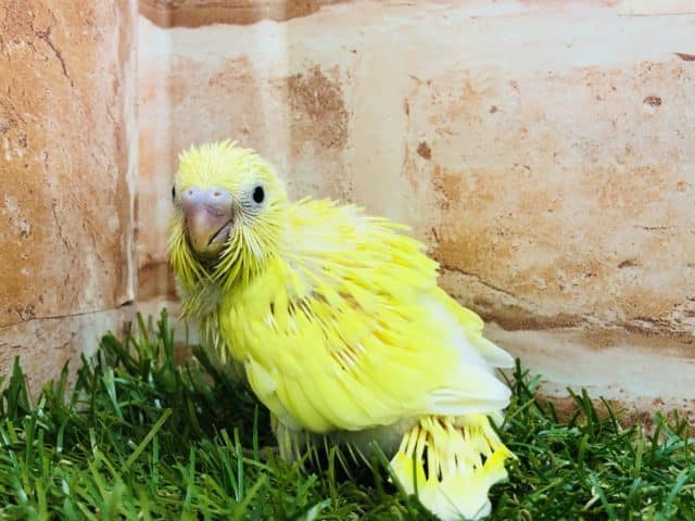 セキセイインコ