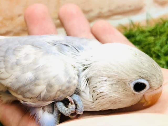初入舎? ボタンインコ ホワイトカラー R4 9/6撮影 シロボタンインコ