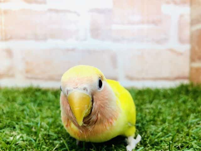 コザクラインコ（小桜インコ）