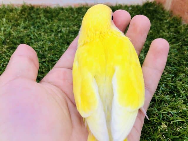 コザクラインコ（小桜インコ）