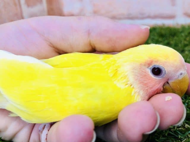 コザクラインコ（小桜インコ）