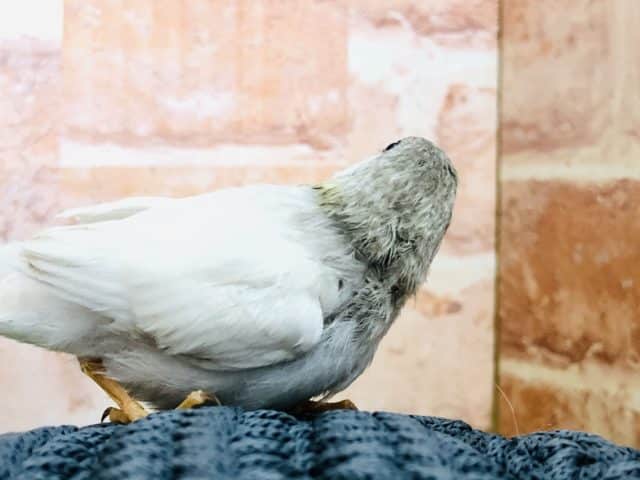 錦花鳥（キンカチョウ）