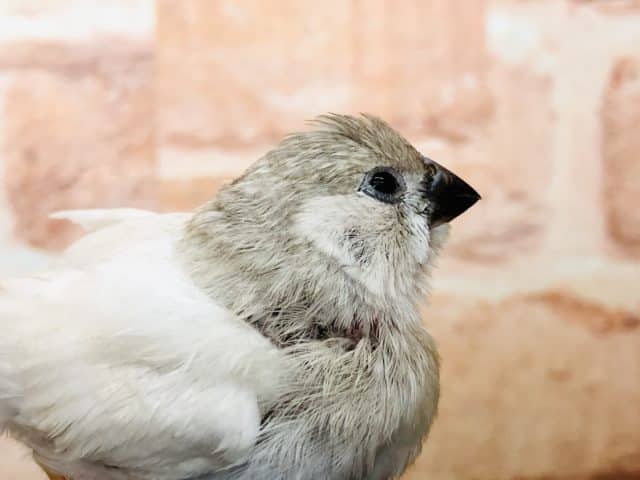 錦花鳥（キンカチョウ）