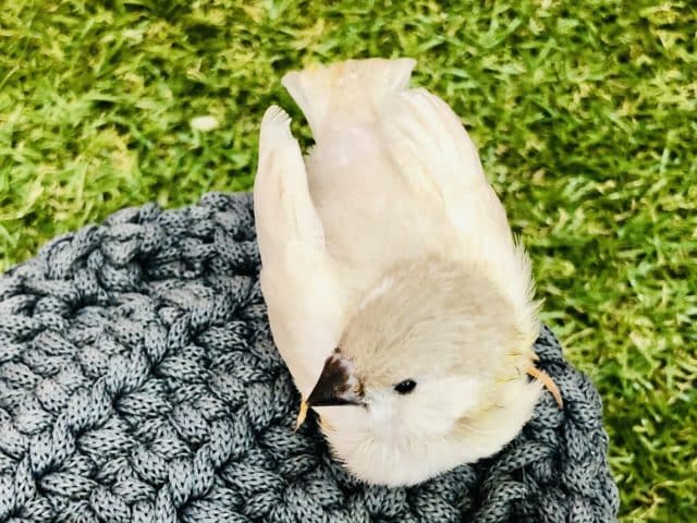 錦花鳥（キンカチョウ）