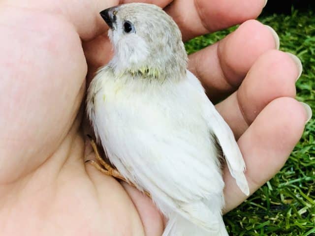 錦花鳥（キンカチョウ）