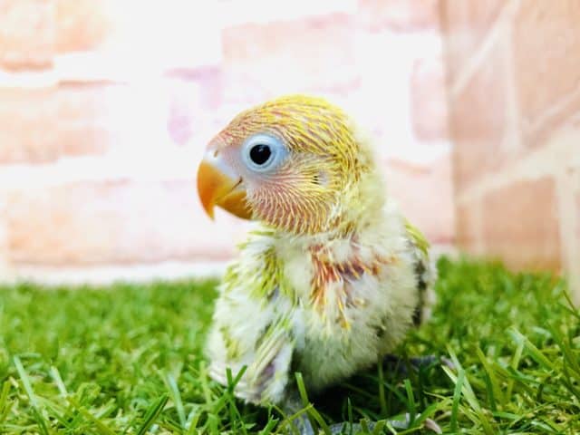 ヤマブキボタンインコ