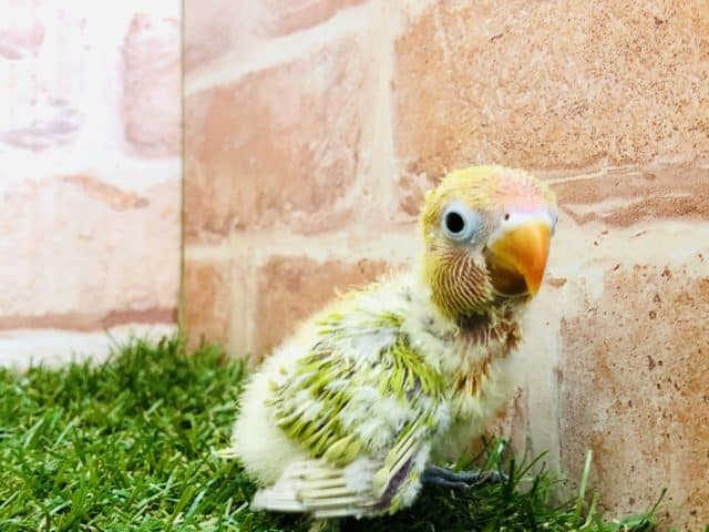 ヤマブキボタンインコ